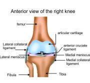 Total Knee Replacement Surgeon bangalore